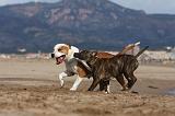 AMSTAFF  ADULT & PUPPIES 042